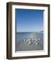 Royal Tern Birds on Beach, Sanibel Island, Gulf Coast, Florida-Robert Harding-Framed Photographic Print