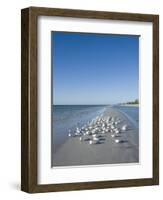 Royal Tern Birds on Beach, Sanibel Island, Gulf Coast, Florida-Robert Harding-Framed Premium Photographic Print