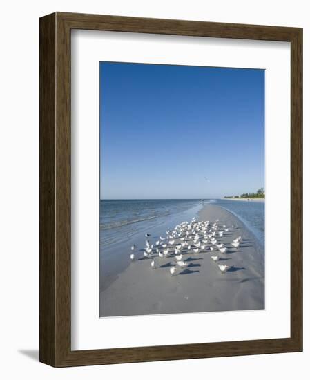 Royal Tern Birds on Beach, Sanibel Island, Gulf Coast, Florida-Robert Harding-Framed Premium Photographic Print