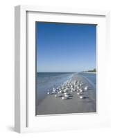 Royal Tern Birds on Beach, Sanibel Island, Gulf Coast, Florida-Robert Harding-Framed Premium Photographic Print