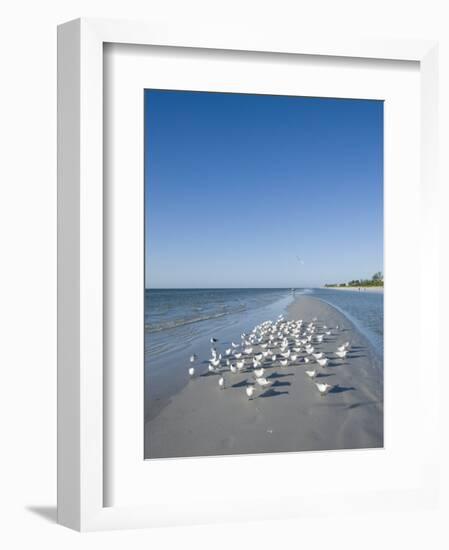 Royal Tern Birds on Beach, Sanibel Island, Gulf Coast, Florida-Robert Harding-Framed Premium Photographic Print