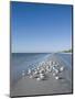 Royal Tern Birds on Beach, Sanibel Island, Gulf Coast, Florida-Robert Harding-Mounted Premium Photographic Print