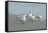 Royal Tern, New Smyrna Beach, Florida, Usa-Jim Engelbrecht-Framed Stretched Canvas