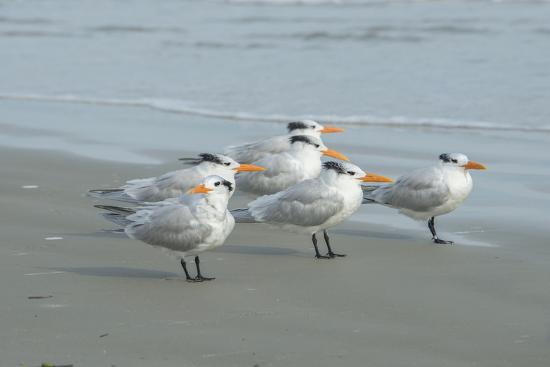 Royal Tern New Smyrna Beach Florida Usa Premium Photographic Print Jim Engelbrecht Allposters Com Royal Tern New Smyrna Beach Florida Usa Premium Photographic Print Jim Engelbrecht Allposters Com