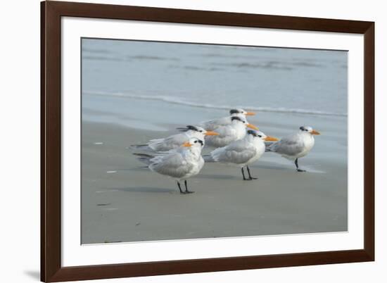 Royal Tern, New Smyrna Beach, Florida, Usa-Jim Engelbrecht-Framed Premium Photographic Print