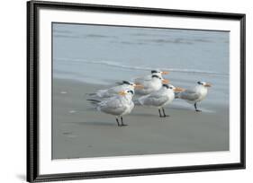 Royal Tern, New Smyrna Beach, Florida, Usa-Jim Engelbrecht-Framed Premium Photographic Print