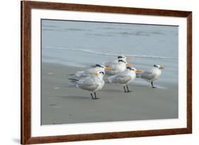 Royal Tern, New Smyrna Beach, Florida, Usa-Jim Engelbrecht-Framed Premium Photographic Print