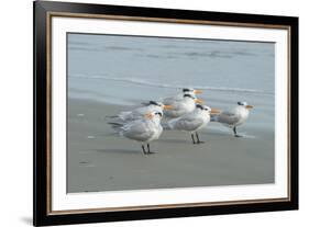 Royal Tern, New Smyrna Beach, Florida, Usa-Jim Engelbrecht-Framed Premium Photographic Print