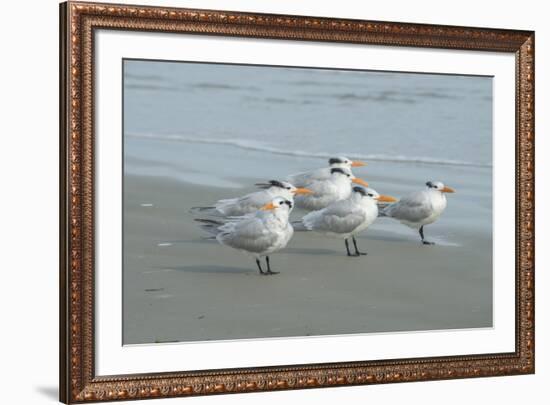 Royal Tern, New Smyrna Beach, Florida, Usa-Jim Engelbrecht-Framed Premium Photographic Print