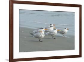 Royal Tern, New Smyrna Beach, Florida, Usa-Jim Engelbrecht-Framed Premium Photographic Print