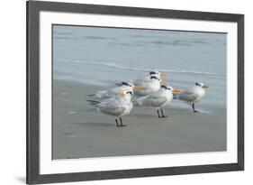 Royal Tern, New Smyrna Beach, Florida, Usa-Jim Engelbrecht-Framed Premium Photographic Print