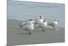 Royal Tern, New Smyrna Beach, Florida, Usa-Jim Engelbrecht-Mounted Premium Photographic Print