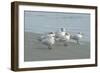 Royal Tern, New Smyrna Beach, Florida, Usa-Jim Engelbrecht-Framed Photographic Print