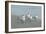 Royal Tern, New Smyrna Beach, Florida, Usa-Jim Engelbrecht-Framed Photographic Print