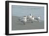 Royal Tern, New Smyrna Beach, Florida, Usa-Jim Engelbrecht-Framed Photographic Print