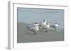 Royal Tern, New Smyrna Beach, Florida, Usa-Jim Engelbrecht-Framed Photographic Print