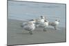 Royal Tern, New Smyrna Beach, Florida, Usa-Jim Engelbrecht-Mounted Photographic Print