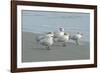 Royal Tern, New Smyrna Beach, Florida, Usa-Jim Engelbrecht-Framed Photographic Print