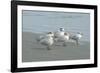 Royal Tern, New Smyrna Beach, Florida, Usa-Jim Engelbrecht-Framed Photographic Print