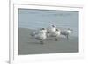 Royal Tern, New Smyrna Beach, Florida, Usa-Jim Engelbrecht-Framed Photographic Print