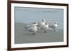 Royal Tern, New Smyrna Beach, Florida, Usa-Jim Engelbrecht-Framed Photographic Print
