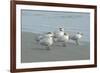 Royal Tern, New Smyrna Beach, Florida, Usa-Jim Engelbrecht-Framed Photographic Print