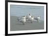 Royal Tern, New Smyrna Beach, Florida, Usa-Jim Engelbrecht-Framed Photographic Print