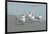 Royal Tern, New Smyrna Beach, Florida, Usa-Jim Engelbrecht-Framed Photographic Print