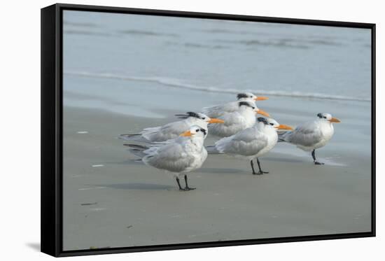 Royal Tern, New Smyrna Beach, Florida, Usa-Jim Engelbrecht-Framed Stretched Canvas