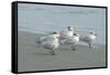 Royal Tern, New Smyrna Beach, Florida, Usa-Jim Engelbrecht-Framed Stretched Canvas