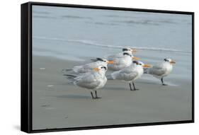 Royal Tern, New Smyrna Beach, Florida, Usa-Jim Engelbrecht-Framed Stretched Canvas