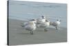Royal Tern, New Smyrna Beach, Florida, Usa-Jim Engelbrecht-Stretched Canvas