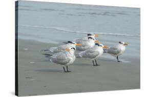 Royal Tern, New Smyrna Beach, Florida, Usa-Jim Engelbrecht-Stretched Canvas