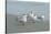 Royal Tern, New Smyrna Beach, Florida, Usa-Jim Engelbrecht-Stretched Canvas