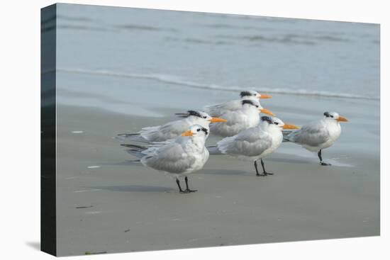 Royal Tern, New Smyrna Beach, Florida, Usa-Jim Engelbrecht-Stretched Canvas