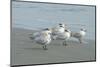 Royal Tern, New Smyrna Beach, Florida, Usa-Jim Engelbrecht-Mounted Photographic Print