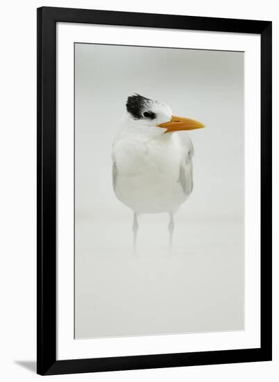 Royal Tern (Sterna maxima) adult, winter plumage, standing in windblown sand on beach, Florida-Mark Sisson-Framed Photographic Print