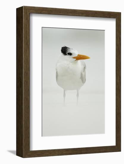Royal Tern (Sterna maxima) adult, winter plumage, standing in windblown sand on beach, Florida-Mark Sisson-Framed Photographic Print