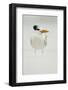 Royal Tern (Sterna maxima) adult, winter plumage, standing in windblown sand on beach, Florida-Mark Sisson-Framed Photographic Print