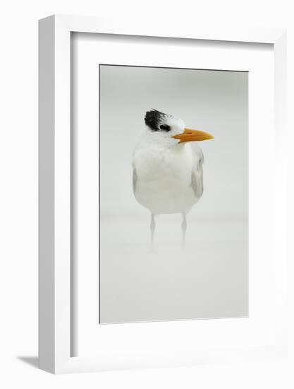 Royal Tern (Sterna maxima) adult, winter plumage, standing in windblown sand on beach, Florida-Mark Sisson-Framed Photographic Print