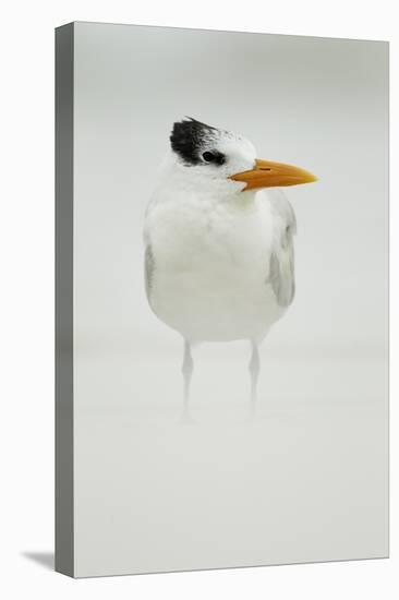 Royal Tern (Sterna maxima) adult, winter plumage, standing in windblown sand on beach, Florida-Mark Sisson-Stretched Canvas