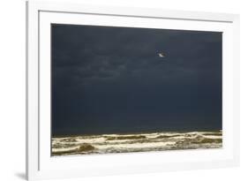 Royal Tern (Sterna maxima) adult-Bill Coster-Framed Photographic Print