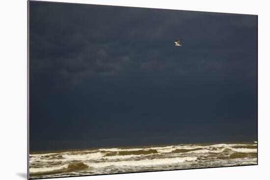 Royal Tern (Sterna maxima) adult-Bill Coster-Mounted Photographic Print