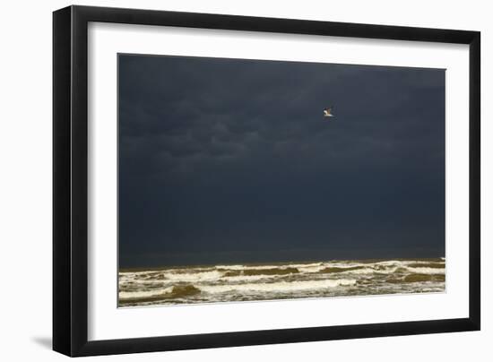 Royal Tern (Sterna maxima) adult-Bill Coster-Framed Photographic Print