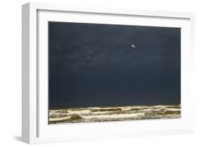 Royal Tern (Sterna maxima) adult-Bill Coster-Framed Photographic Print