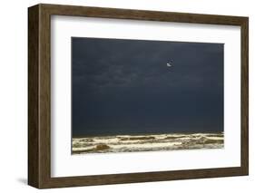 Royal Tern (Sterna maxima) adult-Bill Coster-Framed Photographic Print