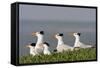 Royal Tern (Sterna Maxima) Nesting in a Colony, Texas, USA-Larry Ditto-Framed Stretched Canvas