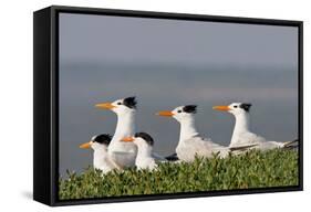 Royal Tern (Sterna Maxima) Nesting in a Colony, Texas, USA-Larry Ditto-Framed Stretched Canvas