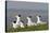 Royal Tern (Sterna Maxima) Nesting in a Colony, Texas, USA-Larry Ditto-Stretched Canvas