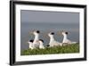 Royal Tern (Sterna Maxima) Nesting in a Colony, Texas, USA-Larry Ditto-Framed Photographic Print